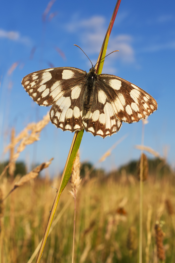 Marbled White wideangle 2